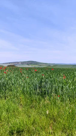 Zelené pšeničné pole s červenými vlčími máky a vesnicí na obzoru jižní Moravy