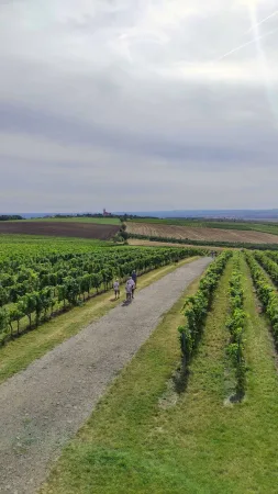 Turisté kráčejí po štěrkové cestě mezi řádky vinic s kostelem na obzoru