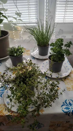 Čerstvé bylinky - rozmarýn, pažitka, petržel a tymián - na stole.
