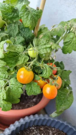 Dozrávající oranžová cherry rajčata na keři mezi zelenými listy.
