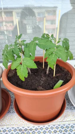 Mladá rostlina rajčete s oporami v květináči u okna.