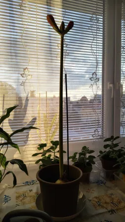 Vysoký stonek amarylisu s nerozvitými poupaty mezi dalšími pokojovými rostlinami.