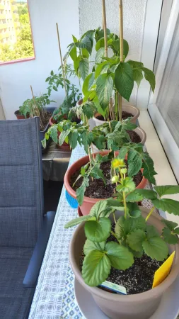 Řada květináčů s paprikou, rajčaty a jahodami na parapetu na lodžii.