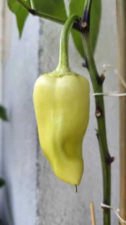 Podlouhlá světle zelená paprika visící z rostliny na lodžii.