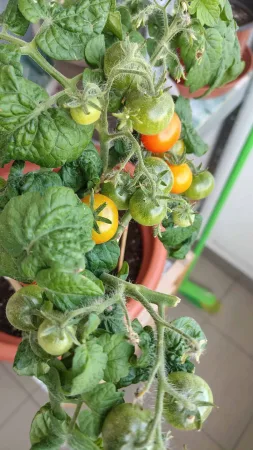Trs barevných cherry rajčat v různém stupni zralosti.