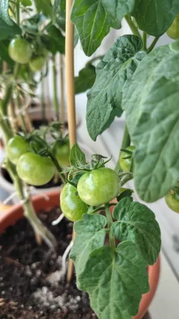 Trs zelených nedozrálých cherry rajčat na keříčku.