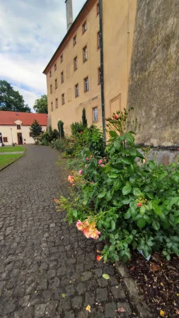 Kvetoucí růže podél dlážděné cesty v zámeckém rozáriu v Poděbradech