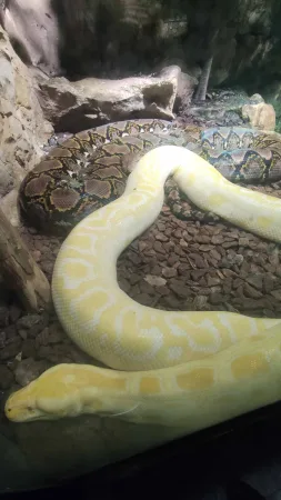 Žlutobílá albino krajta stočená na zemi v teráriu
