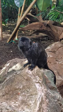 Malá černá opička sedící na kameni v pavilonu
