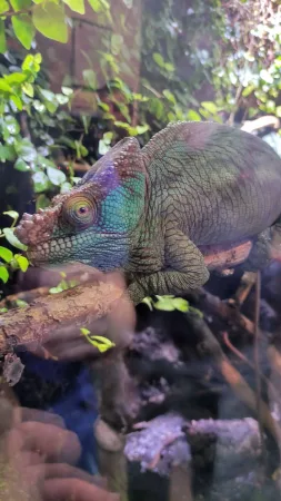 Chameleon s výraznými barvami sedící na větvi ve výběhu