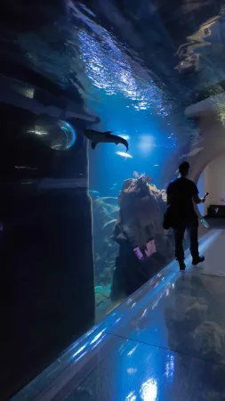 Návštěvník fotografuje žraloky v proskleném tunelu