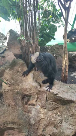 Opička se světlou hlavou šplhající po skále