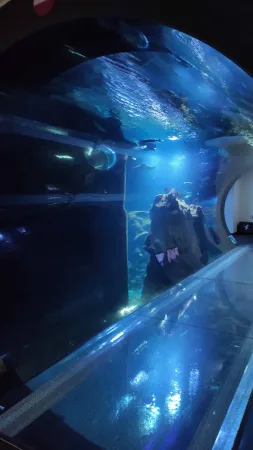 Pohled proskleným tunelem na žraloka plujícího kolem skály