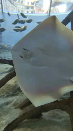 Detail spodní strana rejnoka plujícího těsně u skla akvária