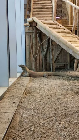 Varan odpočívající na štěrku pod dřevěnou konstrukcí