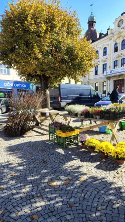 Gelbe Chrysanthemen und Setzlinge auf dem Markt am Platz, im Hintergrund ein historisches Gebäude