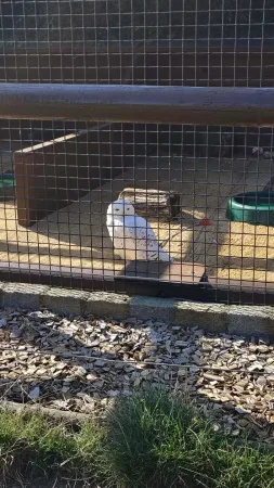 Bílá sova sedící v kleci na výstavě dravců