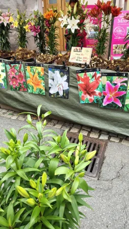 Stánek s barevnými liliemi a sadbou k prodeji