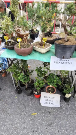 Stánek s bonsajemi a stálezelenými rostlinami v květináčích