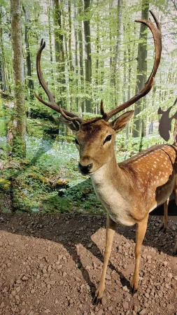 Vycpané zvíře v přírodovědné expozici
