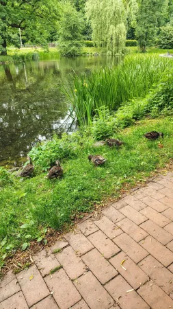 Kachny odpočívající u rybníku v parku ve Vsetíně
