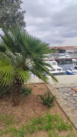 Palma v popředí s výhledem na marinu a domy města Krk