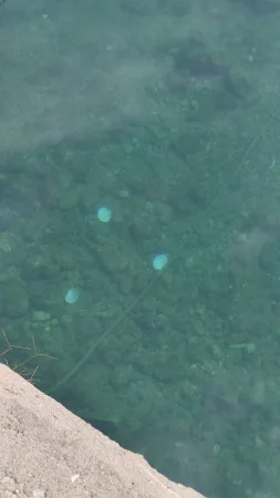 Pohled pod hladinu na mušle