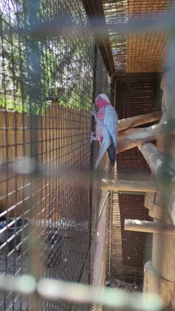 Růžovošedý kakadu galah sedící na dřevěné větvi ve stínu venkovní voliéry.