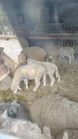 Schafe mit Lämmern beim Heufressen im Gehege der Salaš Krajinka
