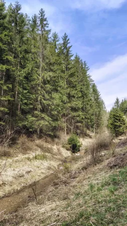 Kis patak folyik egy füves erdei lejtőn tavaszi természetben