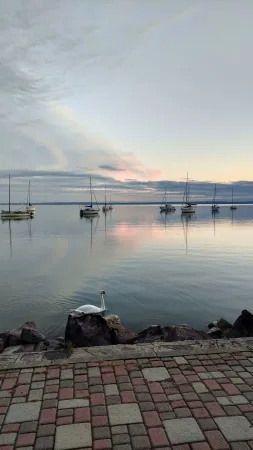 Labuť odpočívající v jezeře s kotvícími plachetnicemi na Balatonu