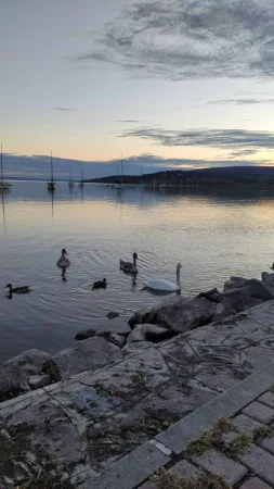 Labutě plavající u kamenného břehu Balatonu za soumraku