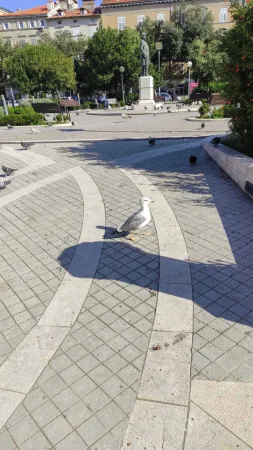 Racek stojí v parku v centru Rijeky za slunečného dopoledne