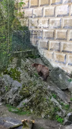 Medvěd stojící na skalách v příkopu pod hradbami Českého Krumlova