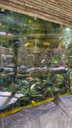 Ein großes Aquarium mit bunten Tropenfischen in einer Expozition des Zoos Lešná