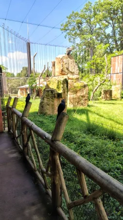 Schwarze Vögel auf einem hölzernen Zaun bei einem Gehege im Zoo Lešná