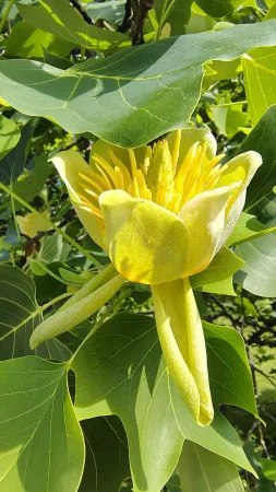 Nahaufnahme einer geöffneten gelben Tulpenbaumblüte vor grünem Hintergrund