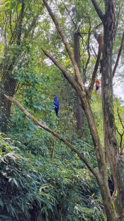 Ein blauer Hyazinthara sitzt auf einem Ast im tropischen Wald des Zoos Lešná