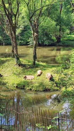Wasserschweine ruhen auf einer kleinen Insel am Wasser im Zoo Lešná Zlín