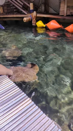 Eine Hand füttert Rochen mit Fischstücken an der Wasseroberfläche im Zoo Lešná