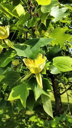 Eine gelbe Tulpenbaumblüte auf einem Ast im Park von Schloss Lešná bei Zlín
