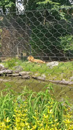 Ein Löwe liegt in seinem Gehege hinter einem Drahtzaun im Zoo Lešná Zlín