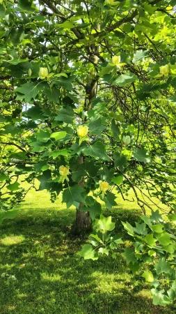 Ein Tulpenbaum mit gelben Blüten im Schlosspark Lešná bei Zlín