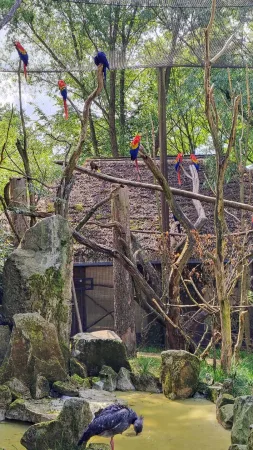 Rote und blaue Aras sitzen auf Ästen in der Voliere des Zoos Lešná