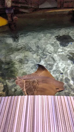 Ein Rochen gleitet knapp unter der Wasseroberfläche im offenen Becken des Zoos Lešná Zlín