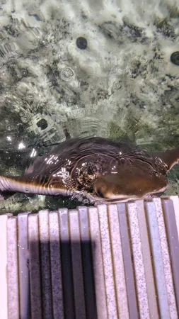 Ein Rochen aus der Nähe an der Wasseroberfläche in der Expozition des Zoos Lešná Zlín