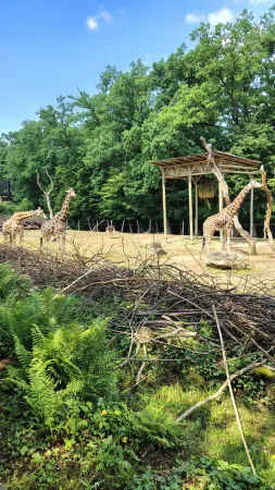 Eine Gruppe Giraffen auf freier Fläche im Zoo Lešná Zlín an einem sonnigen Tag
