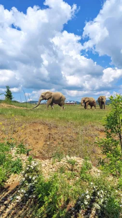 Afrikanische Elefanten spazieren über eine weitläufige grüne Wiese im Zoo Lešná Zlín