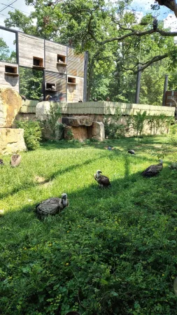Eine Gruppe Geier, die über grünes Gras im Gehege des Zoos Lešná spazieren