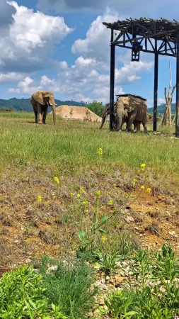 Drei afrikanische Elefanten stehen auf einer Wiese im geräumigen Gehege des Zoos Lešná